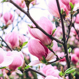 Live Jane Magnolia Ornamental Tree, 6-12 Inch Starter Plant For Gardens