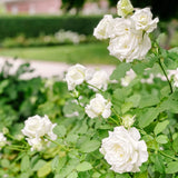 Live White Rose Plant, 5-10 Inch Tall, Well-Rooted Bush For Garden Planting