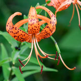 5 Live Orange Tiger Lily Bulbs, Turks Cap Perennial Flowers For Garden