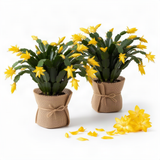2 Yellow Christmas Cactus Live Plants, 4-8 Inch Holiday Houseplant Decor