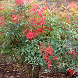 Live Nandina Shrub Plant, 6-9 Inches Tall, Well Rooted In 2.5-Inch Pot