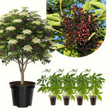2 Live Black Elderberry Plants, 6-12 Inch Tall Home Garden Fruit Shrubs