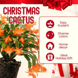 Orange Christmas Cactus Live Plant, 4-7 Inches, Indoor Home Decoration