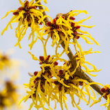 2 Yellow Witch Hazel Trees, Flowering Shrubs In Quart Pots For Planting