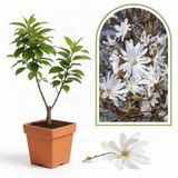 Live Star Magnolia Plant, Fragrant Blooms, 6-12 Inch Tall Garden Shrub