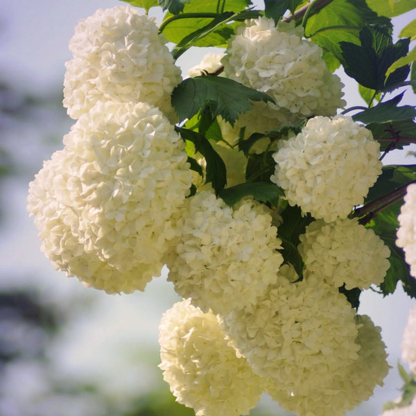 Live White Viburnum Shrub In 2.5 Inch Pot, Fast-Growing Outdoor Shrub Plant