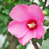 Live Pink Rose Of Sharon Shrub, 6-14 Inch Althea Plant For Garden Areas