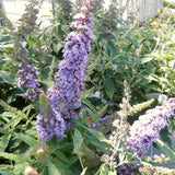 Buddleia Live Starter Shrub, Light Blue Butterfly Bush, 4 To 6 Inches Tall