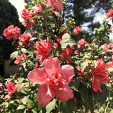 Live Red Rose Of Sharon Shrub, 6-12 Inch Potted Landscape Flower Bush Plant