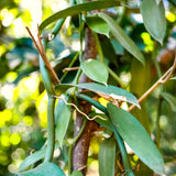 Live Green Vanilla Orchid Bean Plant, 3-7 Inches Tall, Supplied Without Pot