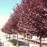 Berry Shrub, Live Red Chokecherry Plant, 8-14 Inches Tall, 2.5-Inch Pot