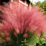 2 Mixed Live Muhly Grass Plants, 5-9 Inch Tall, Perennial Garden Ornamental