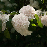 2 Potted Japanese Snowball Viburnum, White Flowering Shrubs, 8-10 Inch