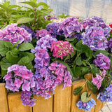 Live Assorted Hydrangea Shrub, 5-11 Inch Starter Plant For Containers, Beds
