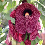 2 Dutchman Pipe Live Vine Plants 6-12 Inch Tall, Large Deep Burgundy Blooms