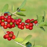 Yaupon Holly Live Hedge Shrub, Upright 4-6 Inch Ornamental Garden Plant