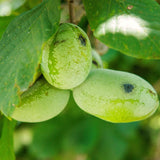 Live Pawpaw Fruit Tree In Quart Pot, Outdoor Growing Plant, 15-30 Ft Tall