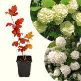 Live White Snowball Viburnum Shrub, Potted Garden Plant, 8-12 Inches Tall