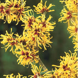 Live Yellow Witch Hazel Patio Shrub, Flowering Garden Tree In Quart Pot