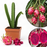 Outdoor Tropical Fruit Tree, Live Red Dragon Fruit Plant In 4 Inch Pot