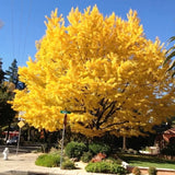Live Ginkgo Biloba Tree Seedling, Yellow Shade Plant, 6-12 Inches Tall