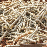 5 Sweet Yuca Cassava Cuttings, 6-8 Inch Stems For Home Vegetable Garden