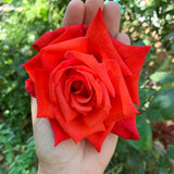Fragrant Red Live Rose Plant, Bare Root Hardy Flower, 5 To 9 Inches Tall