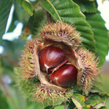Outdoor Live Chestnut Tree, Cold Hardy Nut Seedling, 6-12 Inch, Quart Pot