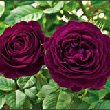 Live Climbing Rose Plant, 5-9 Inch Tall, Fragrant Flower, Bare Root Bush
