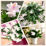 Indoor White Christmas Cactus Live Plant, 3-6 Inch Tall Flowering Plant