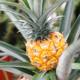 3 Live Pineapple Plants, Gold Tropical Fruit, 5-8 Inches Tall, Home Garden
