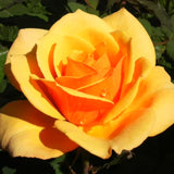Live Orange Rose Bush, Fragrant Reblooming Plant, 5-10 Inch Tall, No Pot