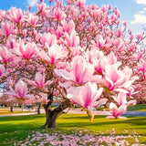 Jane Magnolia Live Flowering Garden Tree, 12-18 Inches Tall In A Gallon Pot