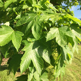 Live Sycamore Shade Tree In Quart Pot, Dormant Plant, 8-10 Inches Tall