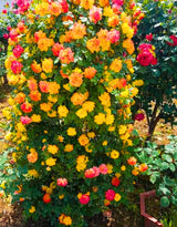 Live Climbing Rose Plant, Red Orange And Yellow Blooms, 5-9 Inches Tall