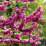 Flowering Eastern Redbud Shade Tree, Hardy Plant, 6-12 Inches, Quart Pot