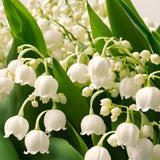 5 Lily Of The Valley Rhizomes, White Perennial Flowers For Garden Planting