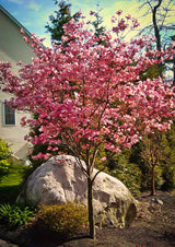 3 Pink Dogwood Trees, 6-12 Inches Tall, 2.5-Inch Pot, Outdoor Landscape