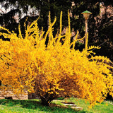 2 Live Lynwood Gold Forsythia Shrubs, 6-12 Inch Bareroot Garden Plants