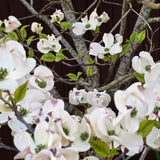 Live White Dogwood Flowering Tree, Well-Rooted Plant In 2.5-Inch Container