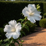 Live White Rose Of Sharon Shrub Plant, Upright Flowering, 6-10 Inches Tall