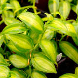 Live Variegated Vanilla Vine, 3-7 Inch Tall Outdoor Garden Flowering Plant