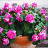 2 Live Impatiens Flower Plants, Assorted Colors, 4-6 Inch Garden Decor