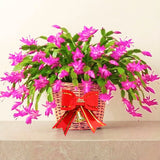 2 Live Pink Christmas Cactus Plants, 3-6 Inch Tall Houseplants For Gifts