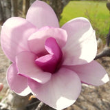 Live Jane Magnolia Tree, 6-12 Inch Outdoor Plant For Garden Landscapes