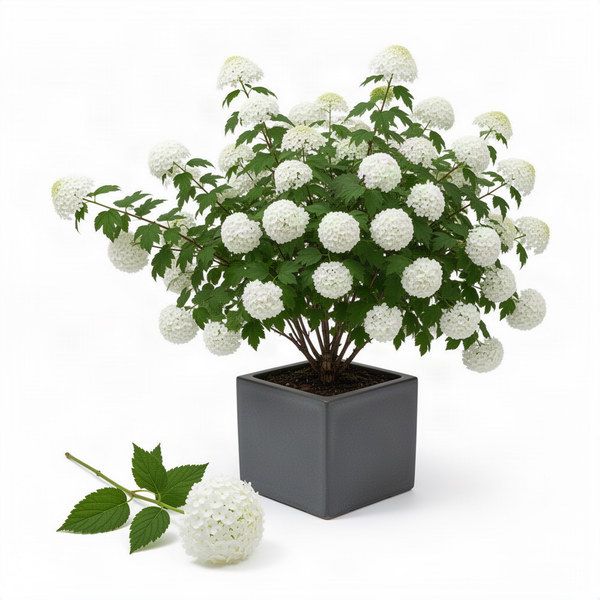 Live White Snowball Viburnum, 8���10 Inch Tall Flowering Garden Shrub Plant