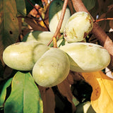 Live Pawpaw Fruit Tree In Pot, 6-12 Inch Plant For Outdoor Garden Planting