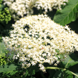 2 Live Black Elderberry Plants, 6-12 Inch Berry Shrubs For Home Gardens