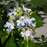 2 Blue Butterfly Clerodendrum Live Plants, Bell Flower Vine, Shade Garden