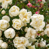 Live White Rose Flower Plant, Fragrant Bare Root For Landscape Planting
